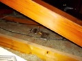 How do I safely remove a dead rodent (rat, mouse or squirrel) from the attic?