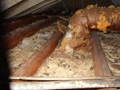 How do I safely clean up rodent (rat, mouse or squirrel) urine and droppings in attic insulation?
