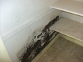 What should I do if home inspector finds mold?