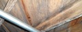 Is mold a wood destroying organism?