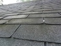 Why is premature curl of roof shingles a problem?