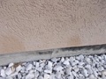 Is the stucco on a wood frame house allowed to extend down into the ground?