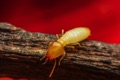 Are homes in Florida required to have termite protection?