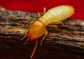 Do termites eat concrete?