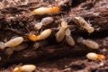 How do termites get into a concrete block house?