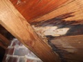 Does wood rot spread? Is it contagious?