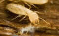 Do termites eat pressure treated wood?